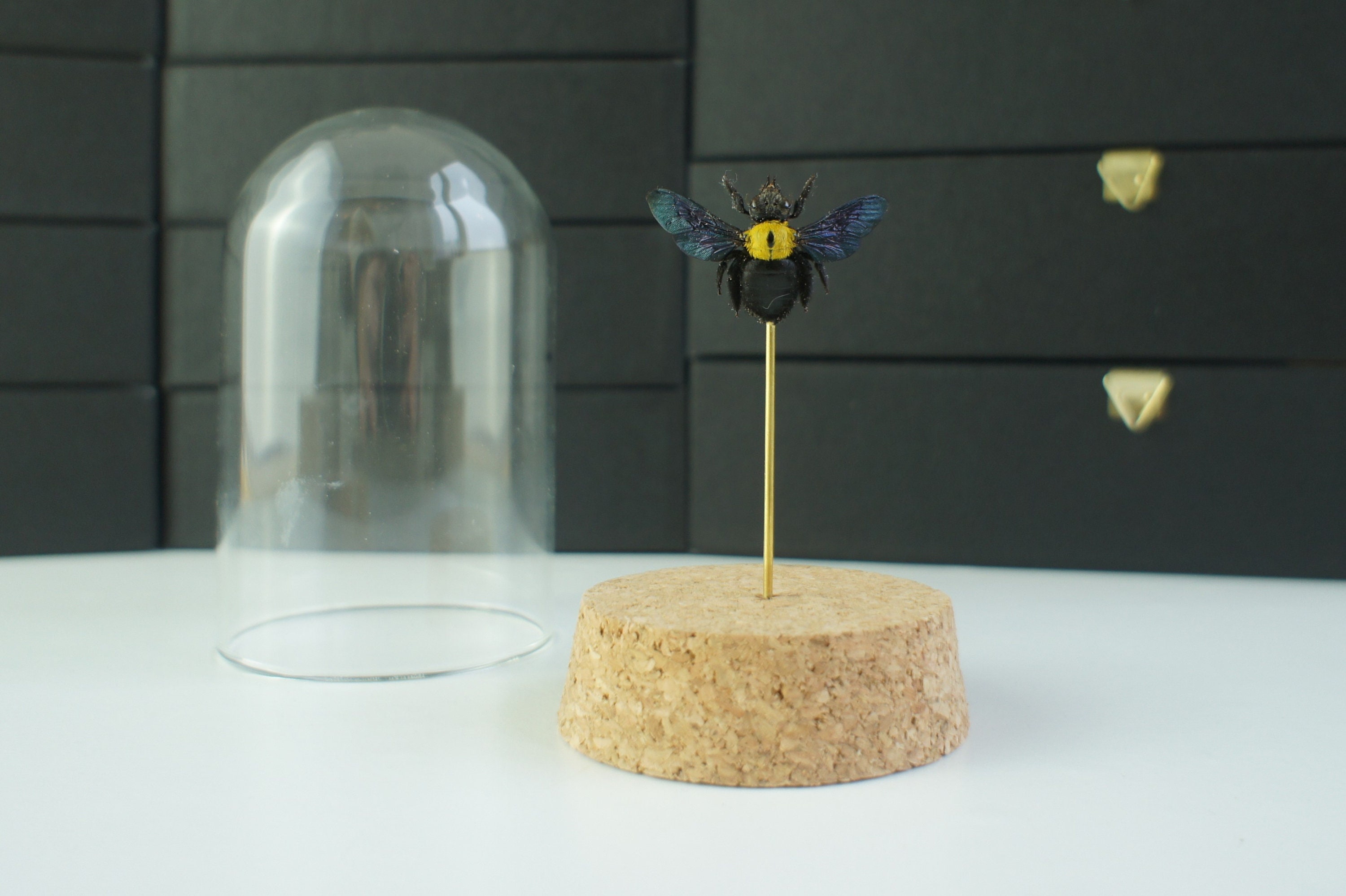 Insecte Naturalisé, Cloche Entomologie - Abeille Xylocopa Confusa