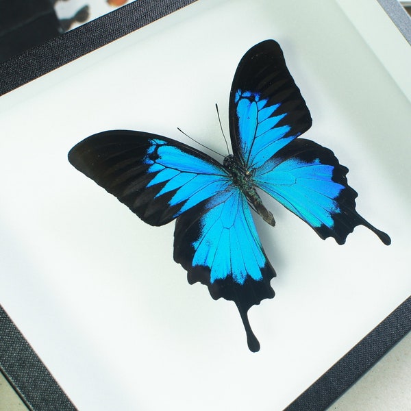 Papillon naturalisé sous cadre entomologique : Papilio ulysses (mâle)
