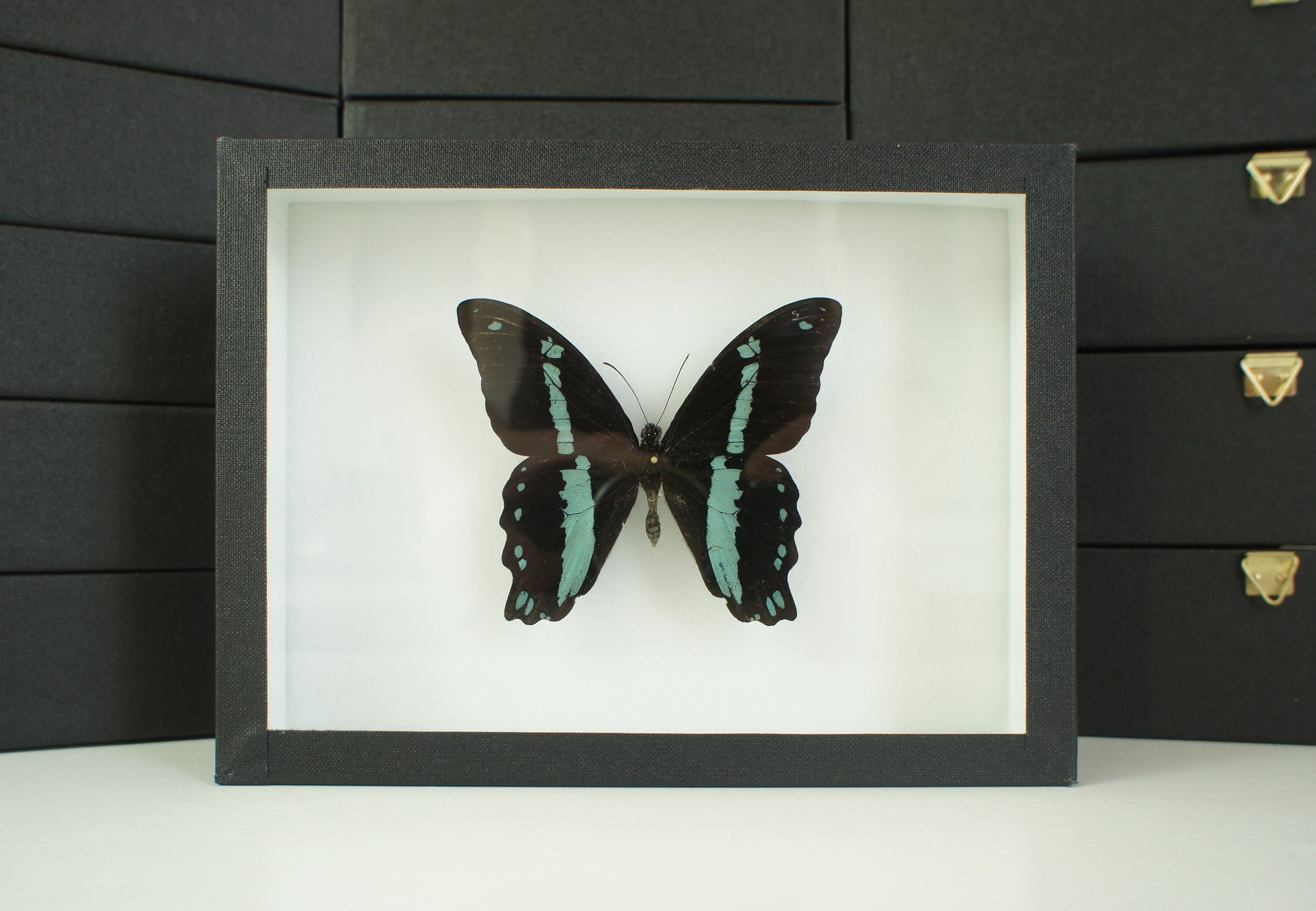 Insecte Naturalisé, Cadre Entomologie - Papillon Papilio Nireus