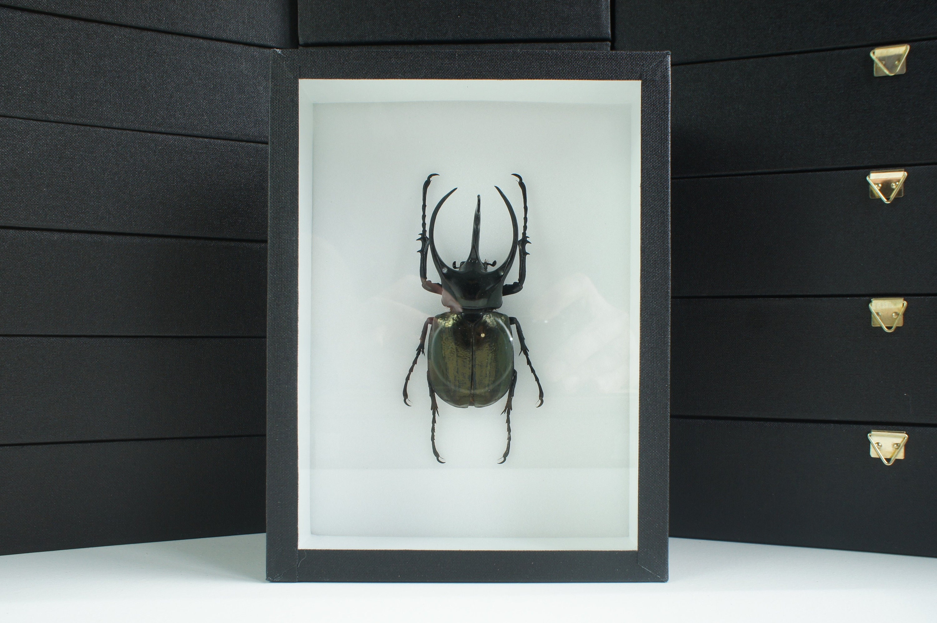 Insecte Naturalisé, Cadre Entomologie - Coléoptère Chalcosoma Caucasus