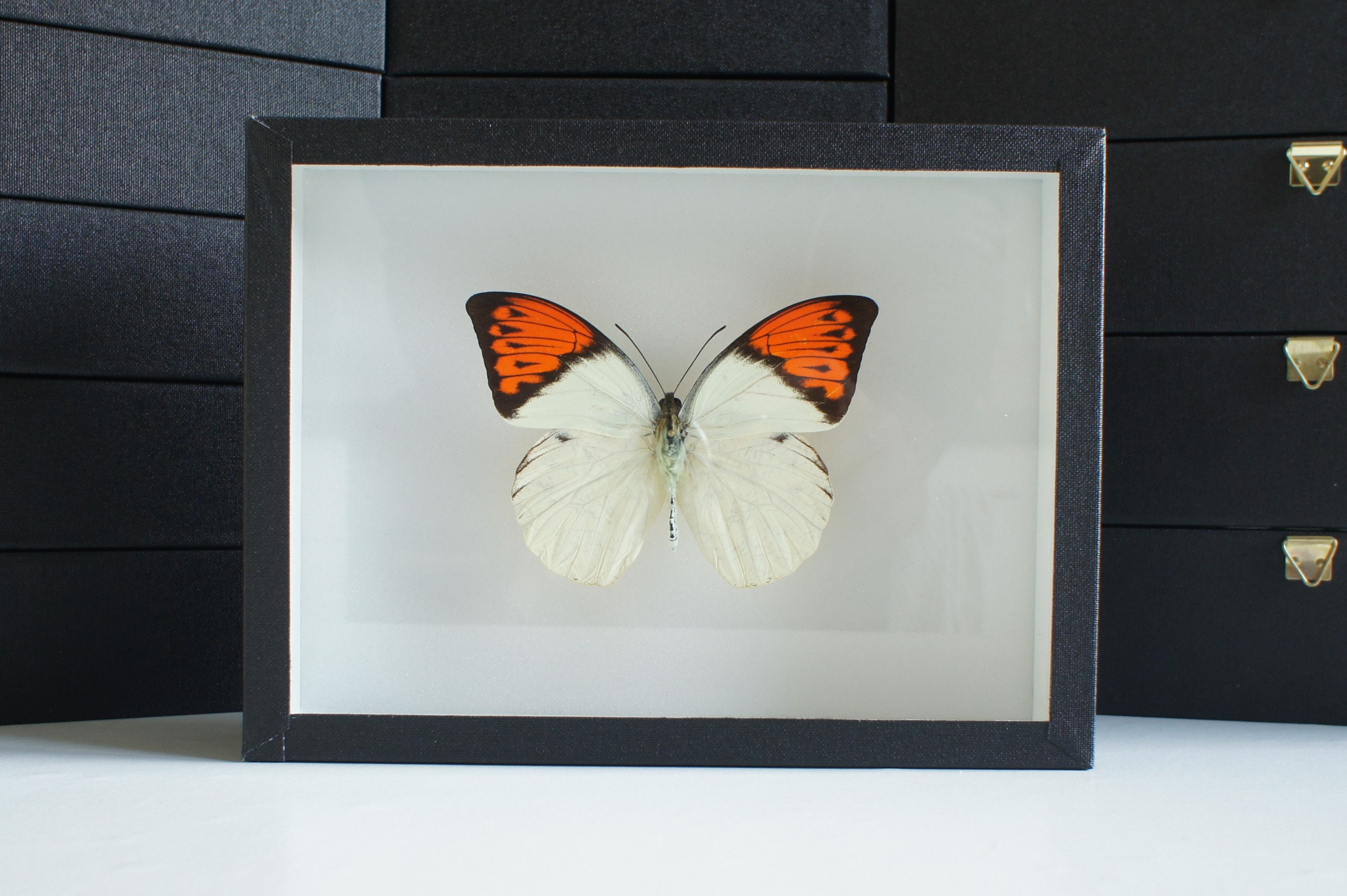 Insecte Naturalisé, Cadre Entomologie - Papillon Hebomoia Glaucippe