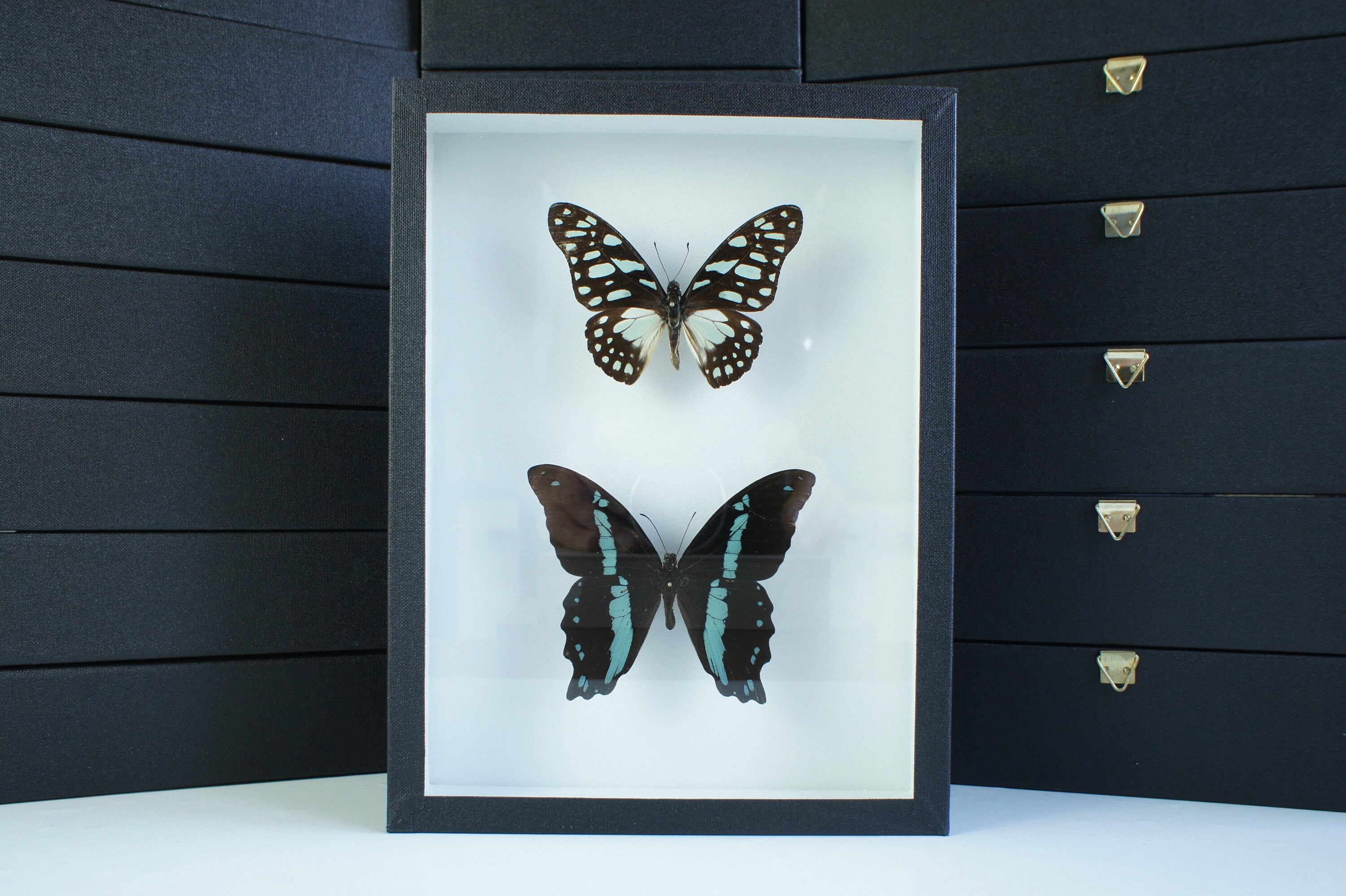 Insecte Naturalisé, Cadre Entomologie - Papillons Papilio Nireus & Graphium Leonidas