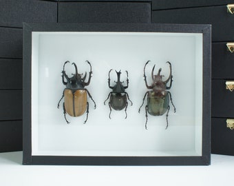 Naturalized insect, entomological setting - Beetle: Trio of Dynasts