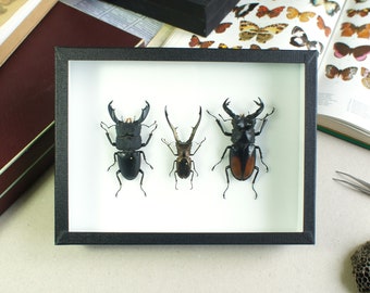 Insectes naturalisés sous cadre - Coléoptères : Trio de Lucanes (Entomologie, taxidermie)