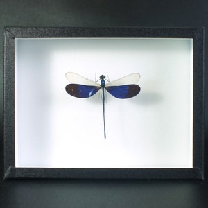 Naturalized and framed insect, Dragonfly: Neurobasis kaupi (male)