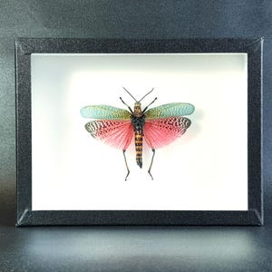 Criquet naturalisé sous cadre entomologique : Phymateus saxosus (Insecte, entomologie, taxidermie, curiosité)