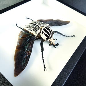 Peut inclure: Spécimen de coléoptère détaillé avec un motif noir et blanc saisissant sur la tête et le dos. Les ailes du coléoptère sont brun foncé et les pattes sont noires. L'insecte est présenté dans une boîte blanche avec un bord noir.