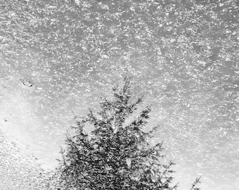At Peace, Tree in Reflection