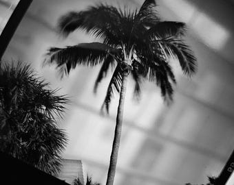 Palm Tree Photograph: Vintage 120 Film Print, Florida Coastal Art