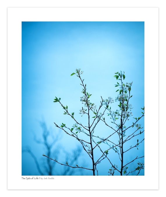 The Cycle Of Life 1