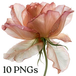 May include: A digital illustration of a single rose with soft peach and pink petals, featuring visible water droplets on the surface and a green stem. The text 10 PNGs is displayed in black at the bottom left of the image.