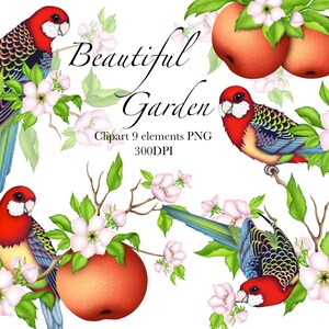 Clipart de perrot, clipart de flores, clipart floral, clipart de frutas, clipart de jardim, clipart de lindo jardim, clipart digital, clipart de pássaros