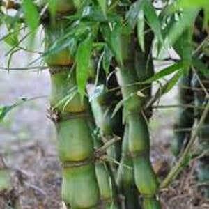 May include: Close-up of green bamboo canes with visible nodes. The bamboo is growing in a clump and the canes are approximately 2.5 cm in diameter.