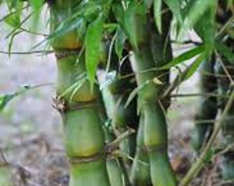 DWARF Buddha Belly Bamboo 3 Gallon Pot