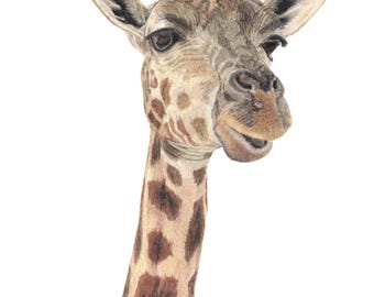 Realistic Giraffe Portrait Wall Art (Digital Download) – Colored Pencil Drawing