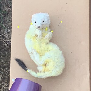 mummification service *READ DESCRIPTION* small specimen only