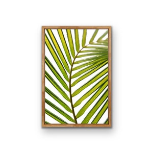 Palmen Blatt Kurven, Palmen Fine Art Print, Palmen Druck, tropische Wandkunst, druckbare Fotografie, Palmen Poster, Digitaler Download