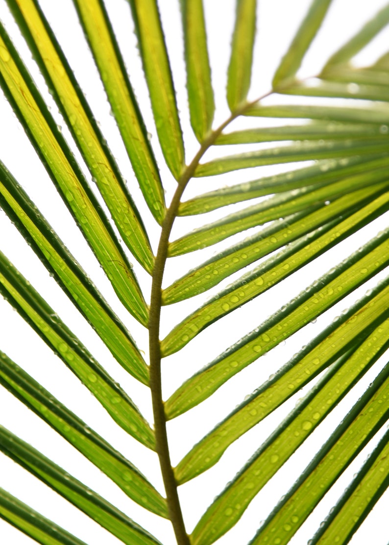 Palm Tree Print Palm Leaf Curves Palm Tree Poster Printable Photography Palm Trees Fine Art Print Digital Download Tropical Wall Art Art Collectibles Digital Prints Kromasol Com