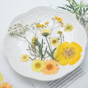 Mixed pressed flower,Pressed flower,dried flowers,dry flowers,flowers,pressed nat,dried flowers for resin,dried flower,dry flowers for resin