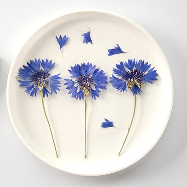 Cornflower flowers,Pressed flowers,dried flower,dry flowers,flower,pressed nat,dried flowers for resin,dried flower,dry flowers for resin