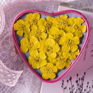 buttercup flowers,Pressed flowers,dried flowers,dry flowers,flower,pressed nat,dried flowers for resin,dried flower,dry flowers for resin