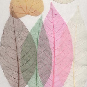 Magnolia leaf,Corundum leaf,Pressed flowers,dried flowers,dry flowers,flower ,dried flowers for resin,dried flower,dry flowers for resin