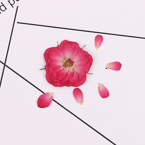 Rose Pressed flowers,dried flowers,dry flowers,flowers,pressed natural flower,dried flowers for resin,dried flower,dry flowers for resin