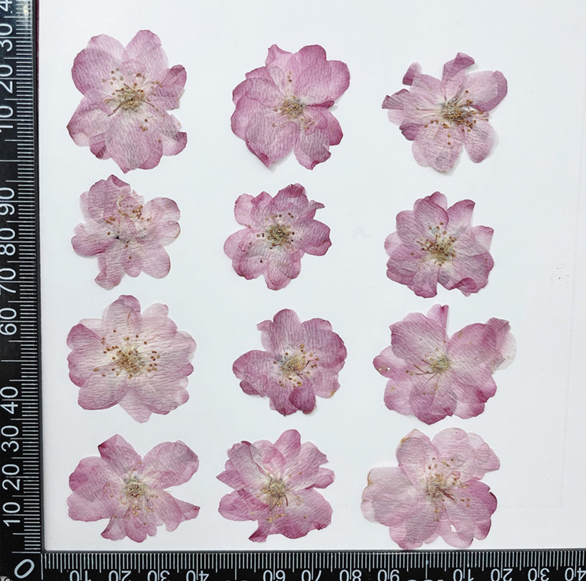 Cherry Blossoms pressed Flowersdried Flowersdry - Etsy UK