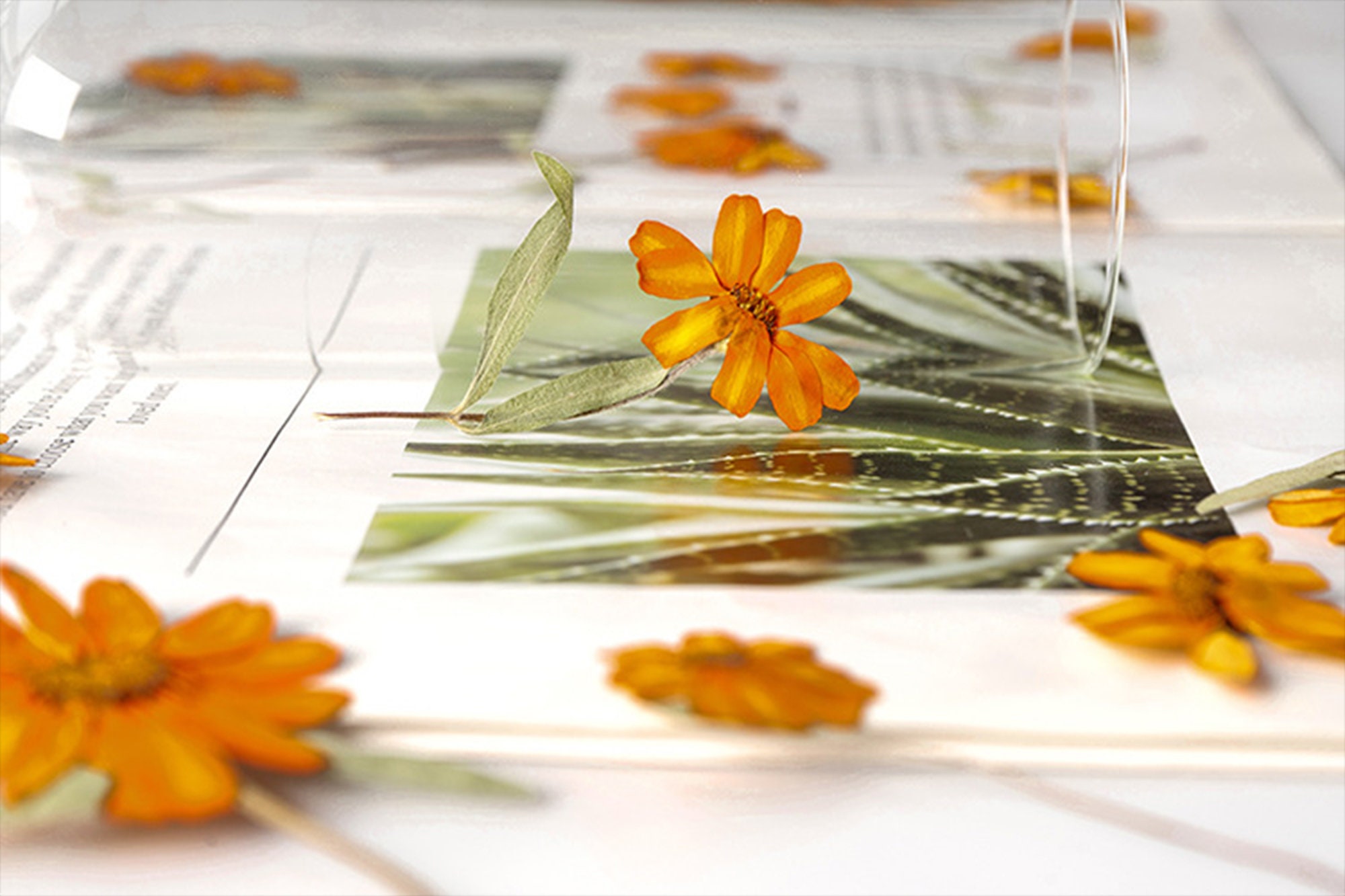 Zinnia Pressed Flowerpressed Flowersdried Flowerdry Etsy