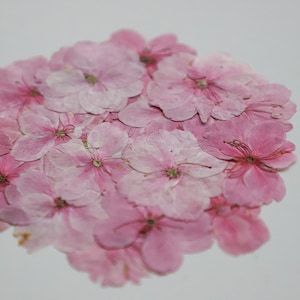 押し花の桜、ベゴニアの押し花、ドライフラワー、ドライフラワー、押し花、樹脂用ドライフラワー、ドライフラワー、樹脂用ドライフラワー