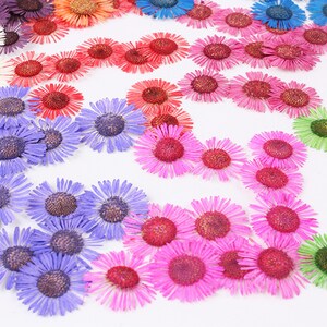 Erigeron canadensis Pressed flowers,dried flowers,dry flowers,flowers,pressed,dried flowers for resin,dried flower,dry flowers for resin