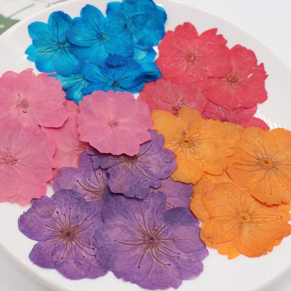 Cherry Blossoms Pressed,pressed Flower,dried Flower,dry  Flower,flower,pressed Nat,dried Flowers for Resin,dried Flower,dry Flowers  for Resin 