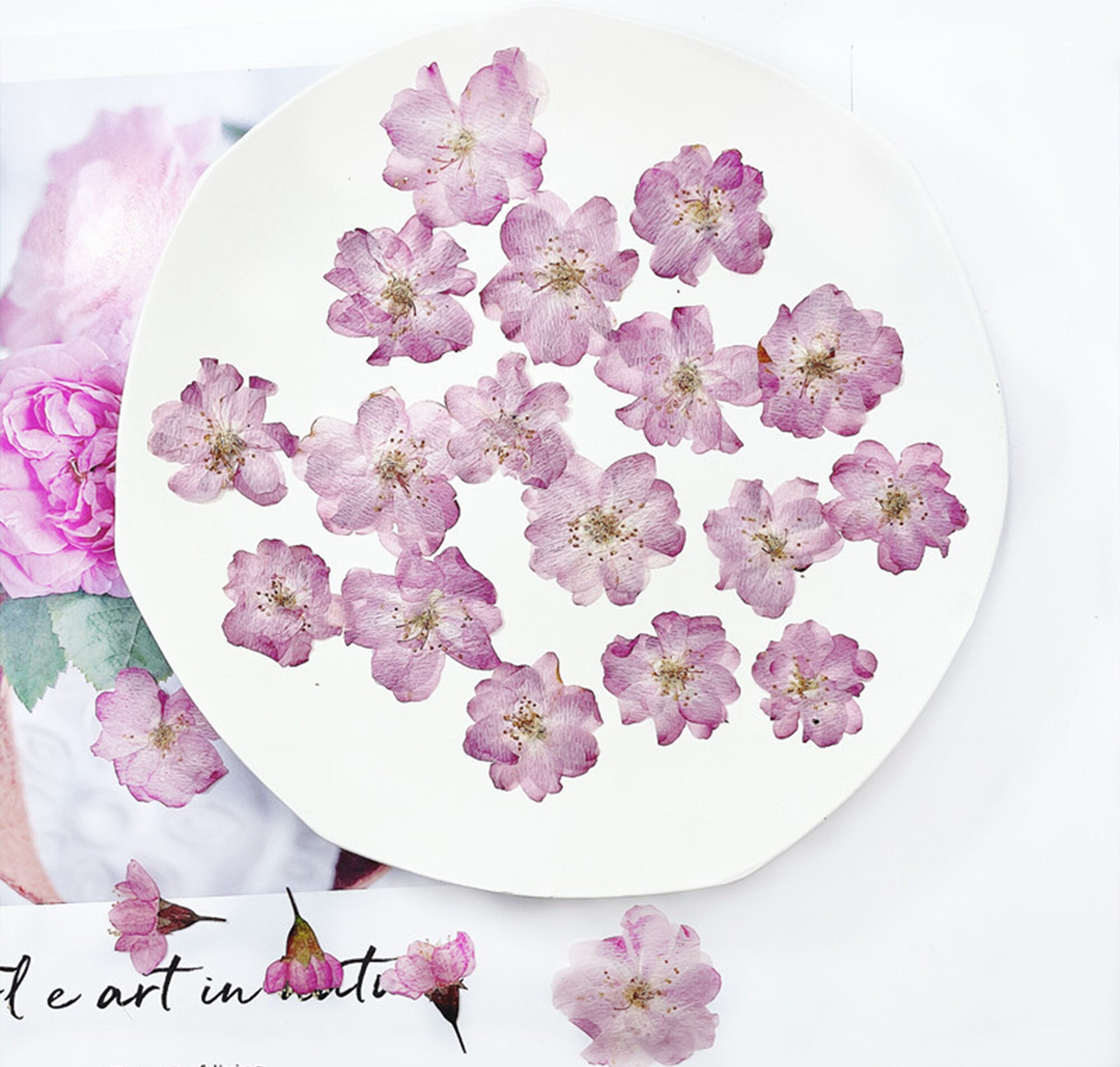 Cherry Blossoms pressed Flowersdried Flowersdry Etsy UK