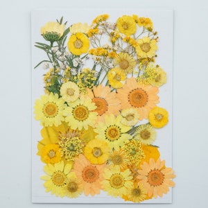 Mixed pressed flower,Pressed flower,dried flowers,dry flowers,flowers,pressed nat,dried flowers for resin,dried flower,dry flowers for resin