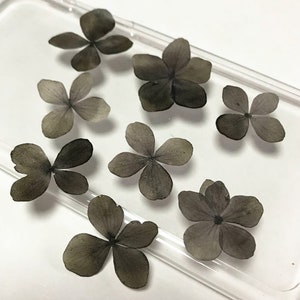 Hydrangea Pressed flowers,dried flowers,dry flowers,flowers,pressed natural f,dried flowers for resin,dried flower,dry flowers for resin