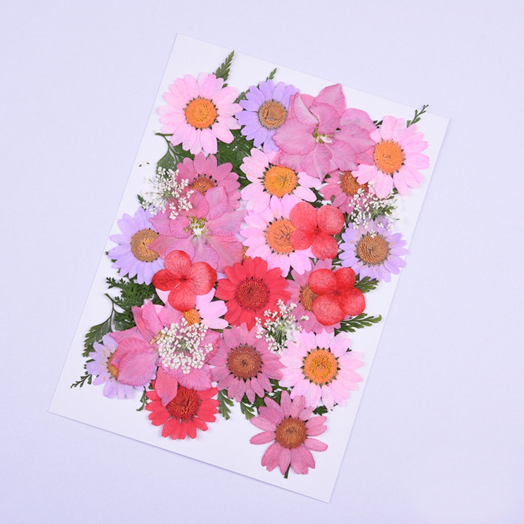 Mixed Pressed Flowers,dried Flowers,dry Flowers,flowers,pressed Natural