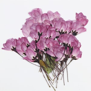 押し花、押し花、ドライフラワー、花、ドライフラワー、押し花、樹脂用ドライフラワー、ドライフラワー、樹脂用ドライフラワー