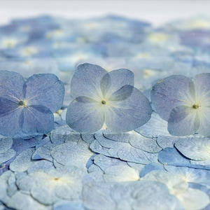 hydrangea pressed,Pressed flower,dried flowers,dry flowers,flower,pressed nat,dried flowers for resin,dried flower,dry flowers for resin