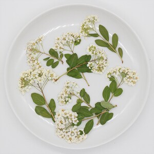 meadow sweets,Pressed flowers,dried flowers,dry flowers,flowers,pressed natu,dried flowers for resin,dried flower,dry flowers for resin