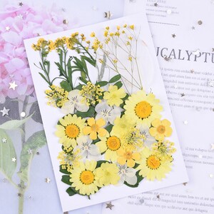 Mixed Pressed flowers,Pressed flowers,dried flowers,dry flowers,flowers,press,dried flowers for resin,dried flower,dry flowers for resin