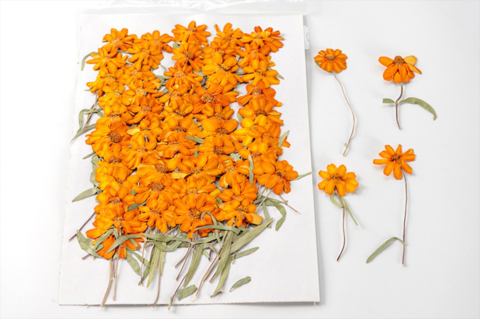 Zinnia Pressed Flowerpressed Flowersdried Flowerdry Etsy