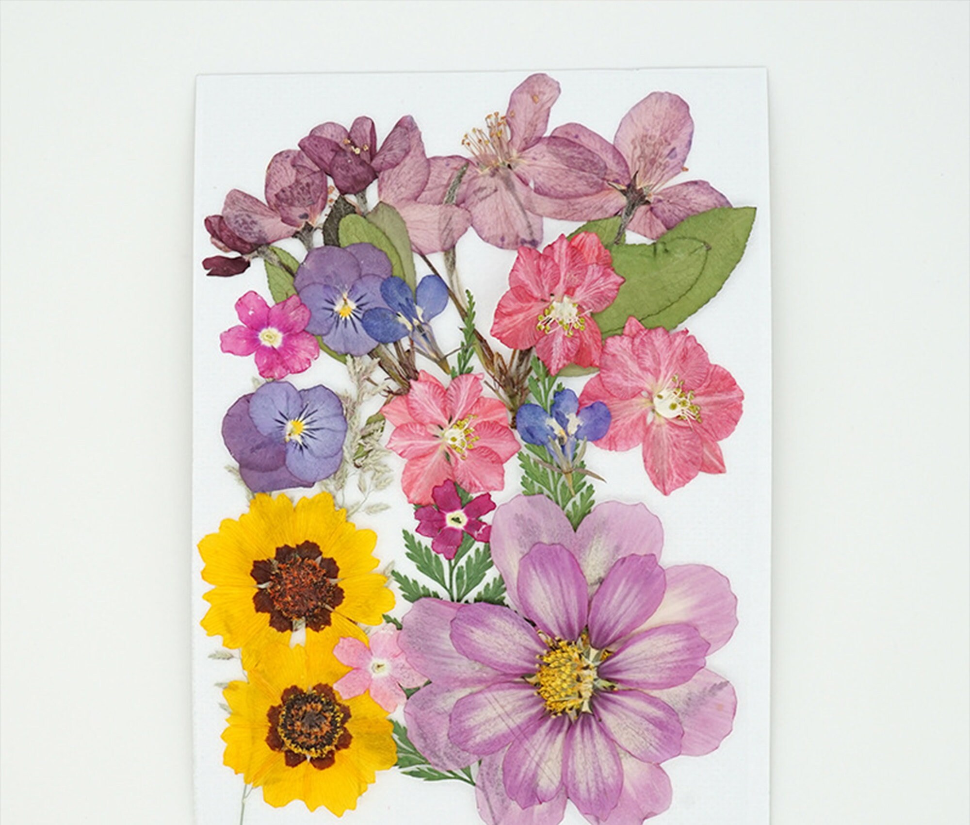 Mixed Pressed Flowerpressed Flowerdried Flowersdry Etsy UK