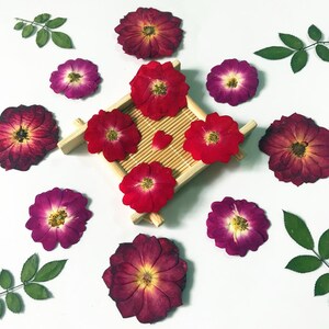 Flores secas naturales preservadas Gypsophila Paniculata, flor seca  BabysBreath, accesorios de decoración para casa de boda - AliExpress