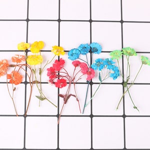 Daisy with stem Pressed flowers,dried flowers,dry flowers,flowers,pressed na,dried flowers for resin,dried flower,dry flowers for resin