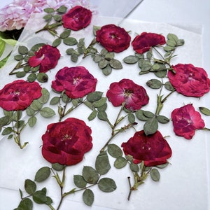 Rose flowers pressed,Pressed flowers,dried flowers,dry flower,flowers,pressed nat,dried flowers for resin,dried flower,dry flowers for resin