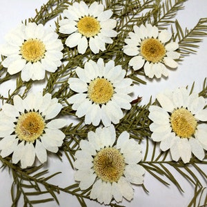 Daisy Pressed flowers,dried flowers,dry flowers,flowers,pressed natural flowe,dried flowers for resin,dried flower,dry flowers for resin