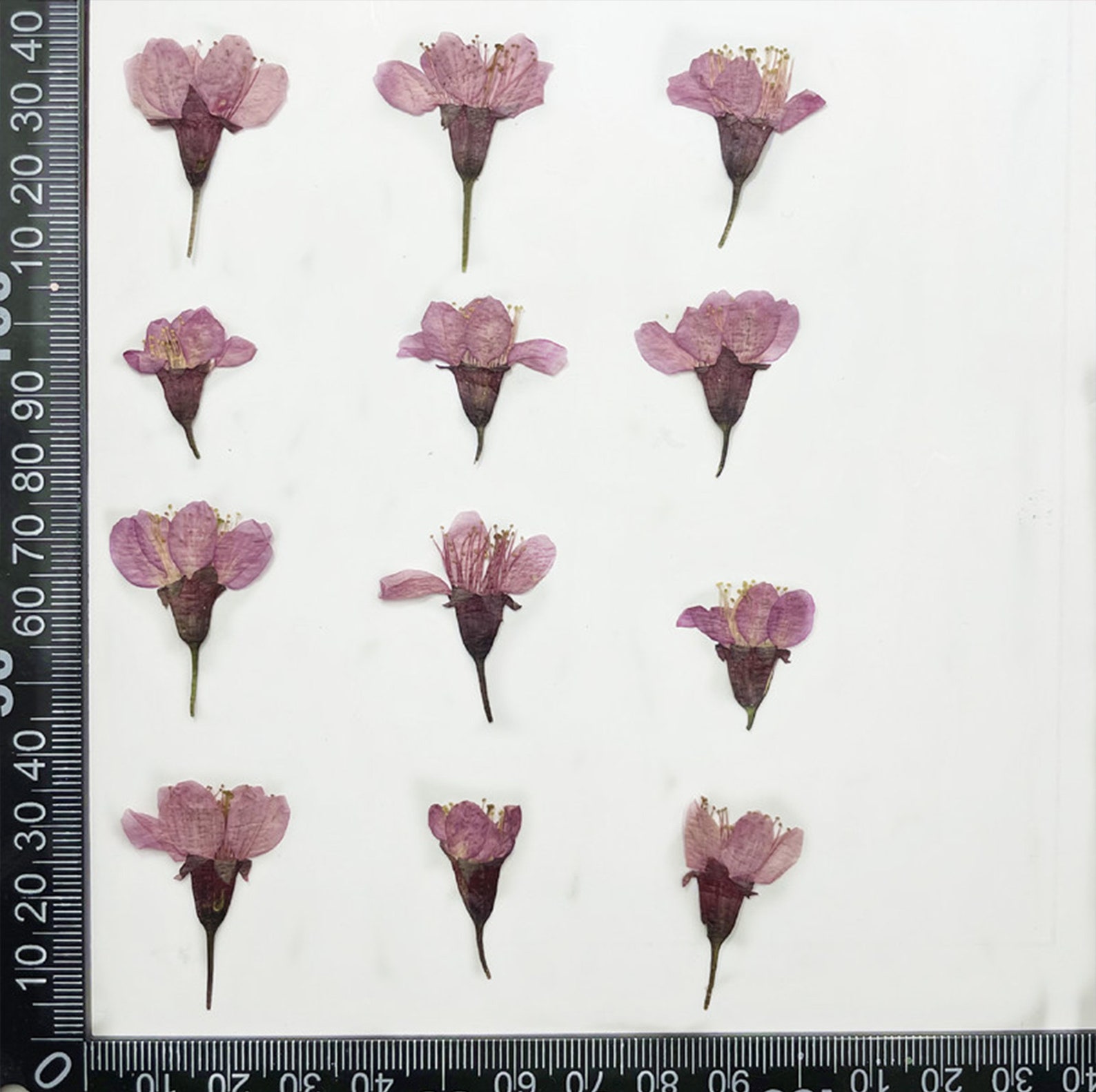 Cherry Blossoms pressed Flowersdried Flowersdry Etsy UK