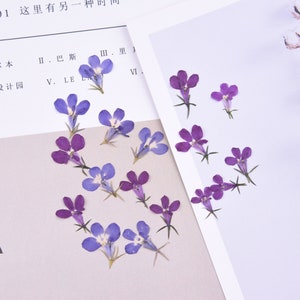 Lobelia Pressed flowers,dried flowers,dry flowers,flowers,pressed natural flo,dried flowers for resin,dried flower,dry flowers for resin