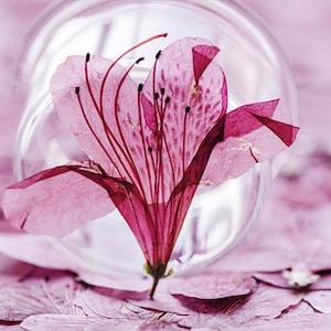 Rhododendron flowers,Pressed flowers,dried flower,dry flowers,flower,pressed nat,dried flowers for resin,dried flower,dry flowers for resin