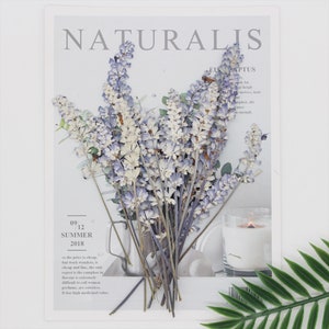 Lavanda, flores prensadas, flores secas, flores secas, flores, natural prensado, flores secas para resina, flor seca, flores secas para resina